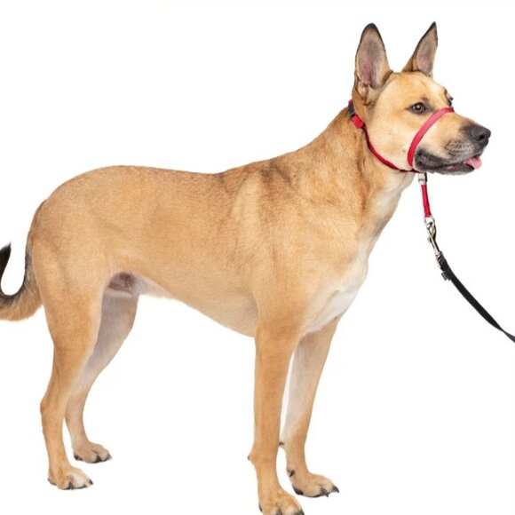 Dog Head Halter Collar, Gentle Leader, Medium - Picture 3 of 3